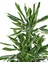 Dracena Golden Coast – Dracaena Fragrans Golden Coast 2