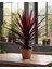 Kordilin Bitkisi – Cordyline Red Star 1