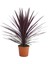 Kordilin Bitkisi – Cordyline Red Star 2