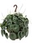 Karpuz Peperomia – Peperomia Argyreia (Watermelon) 16 cm Saksı 1