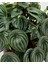 Karpuz Peperomia – Peperomia Argyreia (Watermelon) 16 cm Saksı 2