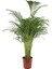 Areka Palmiyesi – Dypsis Lutescens 17 cm Saksı 1