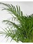 Areka Palmiyesi – Dypsis Lutescens 17 cm Saksı 2