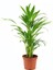 Salon Hurması – Chamaedorea Elegans 9 cm Saksı 2