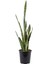 Paşa Kılıcı – Sansevieria Laurentii Spp 21 cm 2