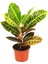 Croton Petra – Kraton Bitkisi 12 cm Saksı 2