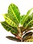 Croton Petra – Kraton Bitkisi 12 cm Saksı 3