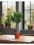 Zeytin – Olea europaea – 12 cm Saksı 1