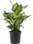 Dieffenbachia Camilla 17 cm Saksı 1
