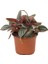 Peperomiya Rosso – Peperomia Rosso– 12 cm Saksı 1