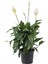 Barış Çiçeği – Spathiphyllum Wallisii 17 cm Saksı 2