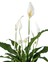 Barış Çiçeği – Spathiphyllum Wallisii 17 cm Saksı 3