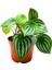 Karpuz Peperomia – Peperomia Watermelon 12 cm Saksı 2