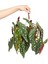 Çilli Begonya – Begonia rex Askılı – 15 cm Saksı 1