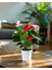 Kırmızı Flamingo Çiçeği – Anthurium Andreanum 17 cm Saksı 1