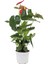 Kırmızı Flamingo Çiçeği – Anthurium Andreanum 17 cm Saksı 2