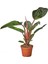 Filodendron Rojo Congo – Philodendron – 12 cm Saksı 1