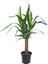 Yuka Bitkisi – Yucca Elephantipes – 30 cm 1