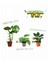 3'lü Set – Monstera 12 cm – Monstera Monkey 12 cm – Philodendron Birkin 12 cm 1