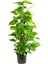 Salon Sarmaşığı Sopalı – Epipremnum aureum – 100 cm 1