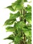 Salon Sarmaşığı Sopalı – Epipremnum aureum – 100 cm 2