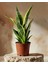 Paşa Kılıcı – Sansevieria Trifasciata ‘superba' – 14 cm Saksı 1