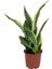 Paşa Kılıcı – Sansevieria Trifasciata ‘superba' – 14 cm Saksı 2