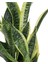 Paşa Kılıcı – Sansevieria Trifasciata ‘superba' – 14 cm Saksı 3
