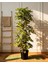 Şeflera 2'li – Schefflera Arboricola 21 cm 1