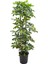 Şeflera 2'li – Schefflera Arboricola 21 cm 2