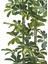 Şeflera 2'li – Schefflera Arboricola 21 cm 3