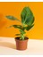 Muz Bitkisi – Musa Acuminata – 12 cm Saksı 1