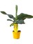 Muz Bitkisi – Musa Acuminata – 12 cm Saksı 2