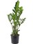 Zamia Bitkisi – Zamioculcas Zamiifolia 24 cm Saksı 2