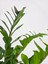 Zamia Bitkisi – Zamioculcas Zamiifolia 24 cm Saksı 3