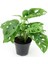Deve Tabanı Bitkisi – Monstera Adansonii Monkey Mask – 12 cm Saksı 1