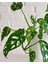 Deve Tabanı Bitkisi – Monstera Adansonii Monkey Mask – 12 cm Saksı 2