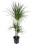 Dracaena Marginata Üç Gövdeli – Dracaena Marginata – 15-30-60 Cm, 21 cm Saksı 1