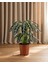 Alokasya Bambino – Alocasia Amazonica Bambino – 12 cm Saksı 1