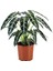 Alokasya Bambino – Alocasia Amazonica Bambino – 12 cm Saksı 2