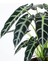 Alokasya Bambino – Alocasia Amazonica Bambino – 12 cm Saksı 3