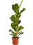 Keman Yapraklı Ficus – Ficus Lyrata – 17 cm Saksı 1