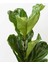 Keman Yapraklı Ficus – Ficus Lyrata – 17 cm Saksı 2