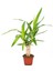 Yuka Bitkisi Tek Gövde – Yucca Elephantipes 12 cm Saksı 1