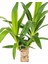 Yuka Bitkisi Tek Gövde – Yucca Elephantipes 12 cm Saksı 2