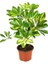 Şeflera Bitkisi – Schefflera Arboricola – 12 cm Saksı 1