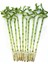 Şans Bambusu – Dracaena Lucky Bamboo 100 cm (5 Adet) 1