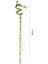 Şans Bambusu – Dracaena Lucky Bamboo 100 cm (5 Adet) 2