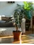 Alokasya Polly – Alocasia Amazonica Polly – 12 cm Saksı 1