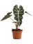 Alokasya Polly – Alocasia Amazonica Polly – 12 cm Saksı 2